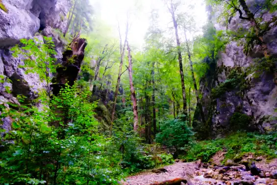 Photo of a gorge between two cliffs with young plants and tall narrow trees growing.