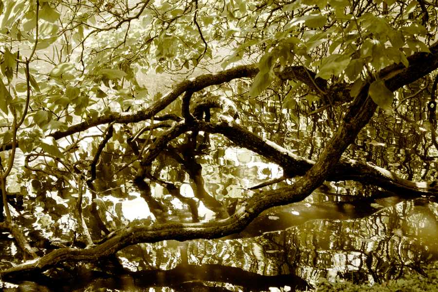 Tim Murray Browne Photo of trees and lake c 2007 Tim Murray Browne