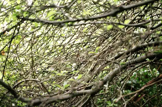 A photograph of a web of branches by Tim Murray-Browne.