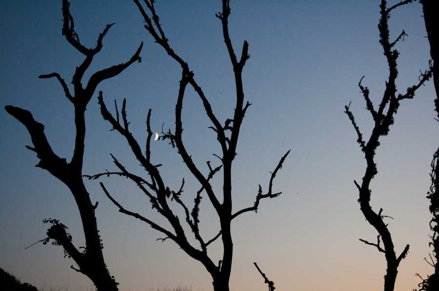 Tim Murray Browne Tree branches against sky at dusk c 2012 Tim Murray Browne